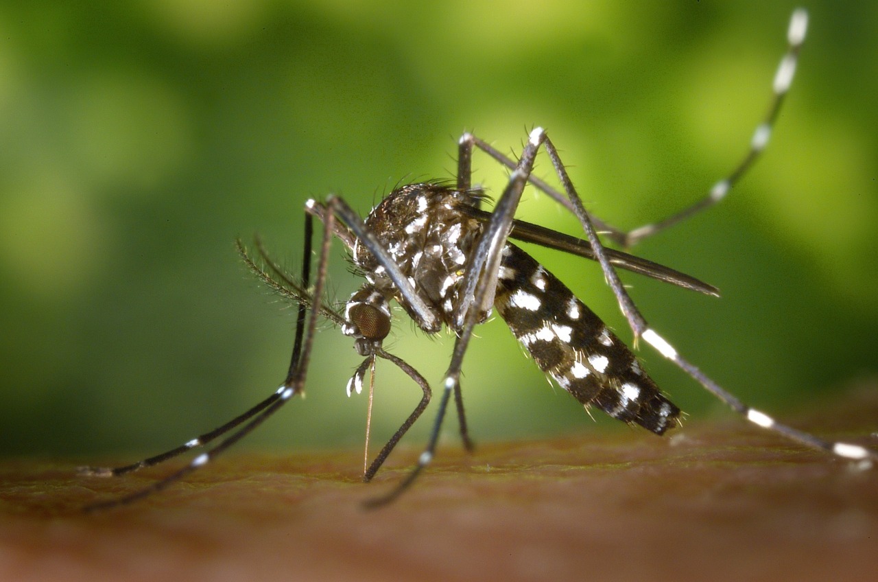Biassono, segnalato un caso sospetto di Dengue: avviata disinfestazione in otto vie