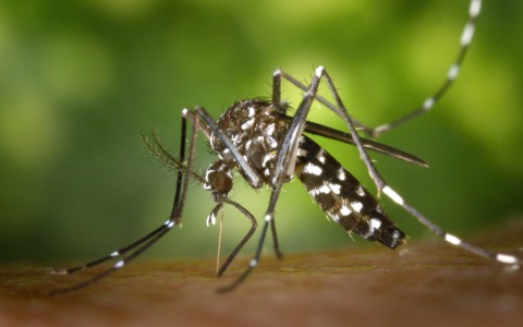 Biassono, segnalato un caso sospetto di Dengue: avviata disinfestazione in otto vie